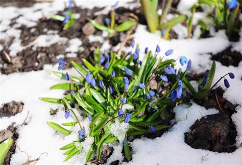 How To Grow Snowdrops First Spring Flowers Squill Covered Snow Stock