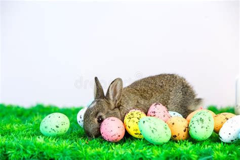 Cute Small Easter Bunny With Easter Eggs Stock Image Image Of Eggs