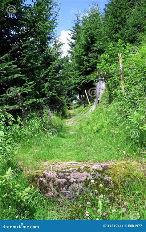 Hiking Path Stock Image Image Of Forest Mountains Green 11319441