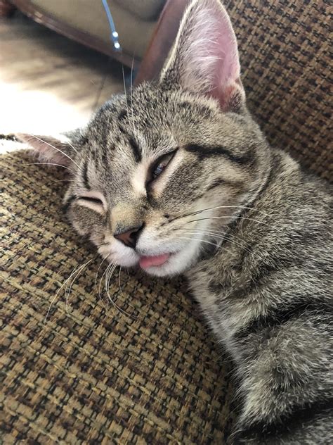 Always Has Her Tongue Out Katzen Tiere