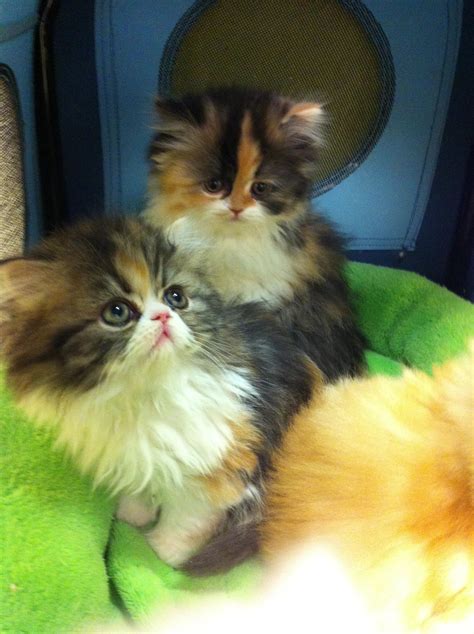 Time For Our Checkup Teacup Persian Kittens Persian Kittens Cute