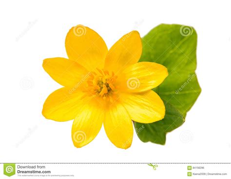 Yellow Spring Flower Isolated Stock Photo Image Of Vertical Beauty