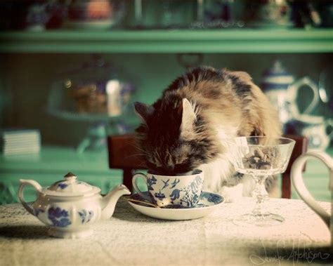 Cats And Teacups Make Me Smile Cat Drinking Cats Cute Cats And Kittens