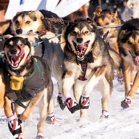 How Many Dogs Make Up A Sled Team