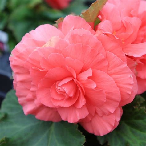 Non Stop Begonia Bengert Greenhouse Flowers Bengert Greenhouses