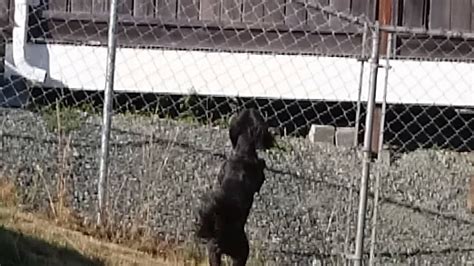 Dogs Fighting To Get Stuck Ball Out Of Fence Youtube