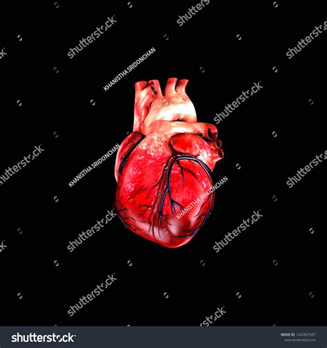 3d Anatomy Human Heart Stock Illustration 1422837587 Shutterstock