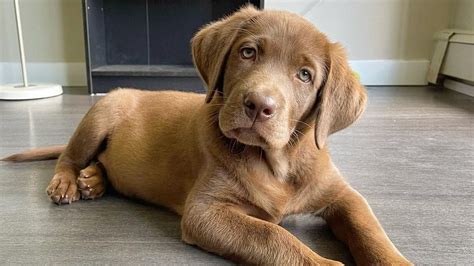 Labrador Retriever Dog Breed Facts And Information