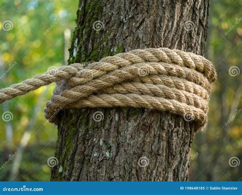 A Thick Hemp Rope Is Wound Around A Tree Stock Image Image Of Duty