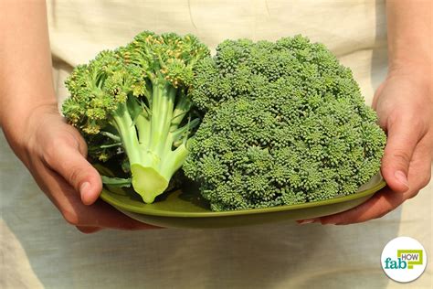 How To Grow Broccoli In A Pot Fab How