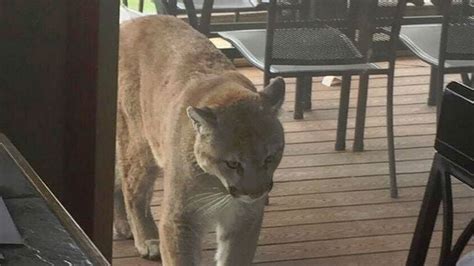 Photos Cougar Spotted In 5 Mile Area Spokane North Idaho News