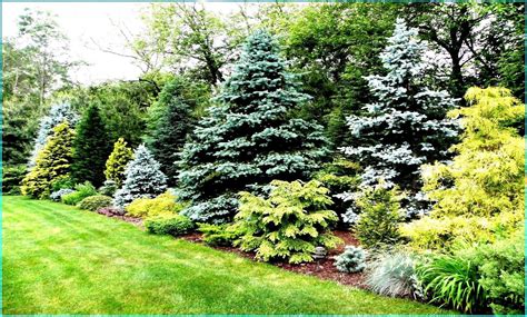 Garden Conifer Privacy Landscaping Trees Evergreen Landscape Yard