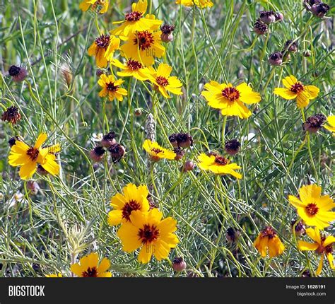 Texas Yellow Wildflowers Stock Photo And Stock Images Bigstock