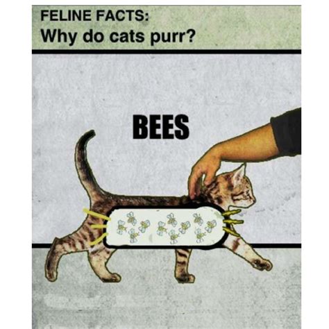 100 Funniest Cat Memes Everbest Life