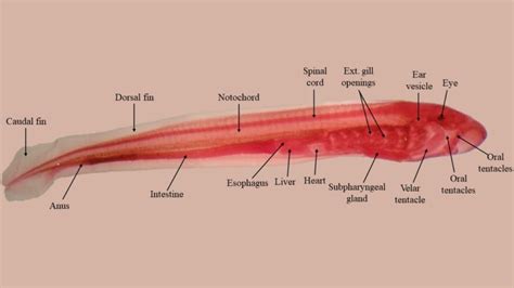 Lamprey Internal Anatomy Diagram