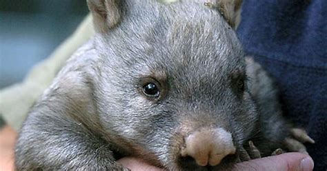 Northern Hairy Nosed Wombat Album On Imgur