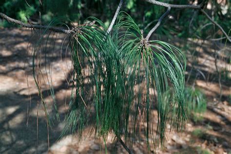 Related terms, meaning and usage. Tree Identification: Pinus pseudostrobus var. apulcensis ...
