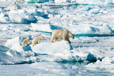 Female Polar Bear With Cubs Stock Photo Image Of Lapland Norway