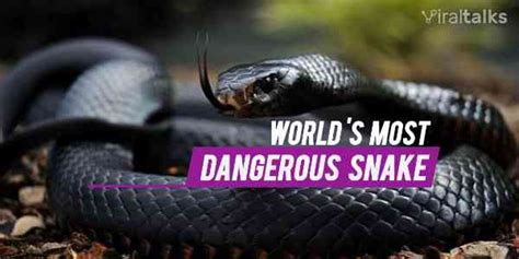 Most Poisonous Snake In The World Find Out The Top 10 Dangerous Snakes