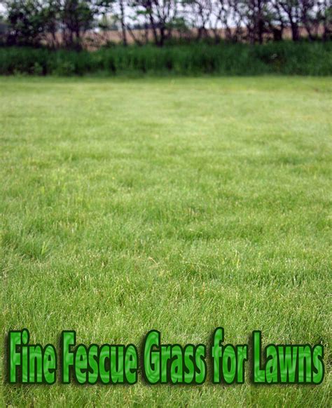Fine Fescue Grass For Lawns Quiet Corner