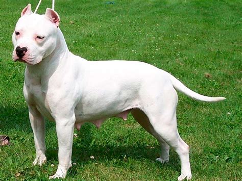 Pit Bull American Pit Bull Terrier Wiki Pets