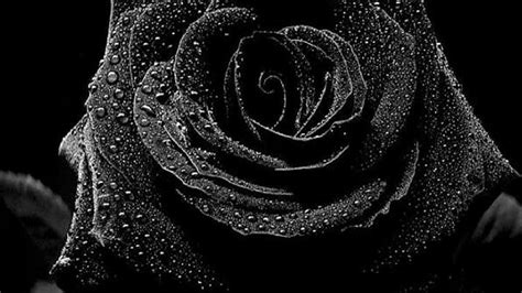 Black Gothic Rose Wallpapers On Wallpaperdog