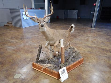 Whitetail Deer Taxidermy Mount Full Body Mount 8 Point Buck 56 Long 5 Tall Roll Around