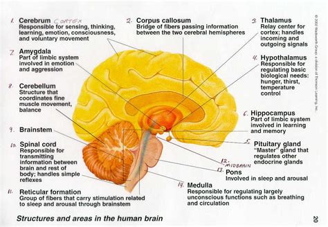 Free Template Brain Function Chart Brain Anatomy And Function Human