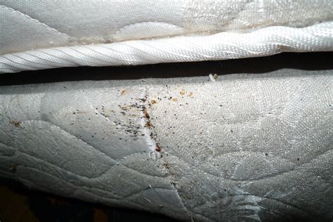 Bed Bugs On The Box Spring Flickr Photo Sharing