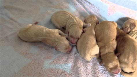 Newborn Golden Retriever Puppies Feb 17 2014 Youtube