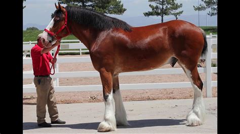 Clydesdale Horse Care And Horse Facts About The Clydesdales Youtube