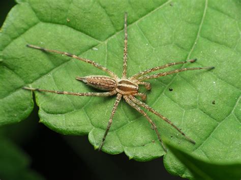 Maryland Biodiversity Project Grass Spider Agelenopsis Sp