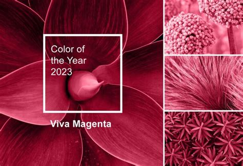 Viva Magenta The Meaning Of The Color Of The Year 2023 Tosilab