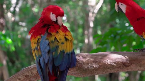 One Hour Of Exotic Tropical Birds Singing Youtube