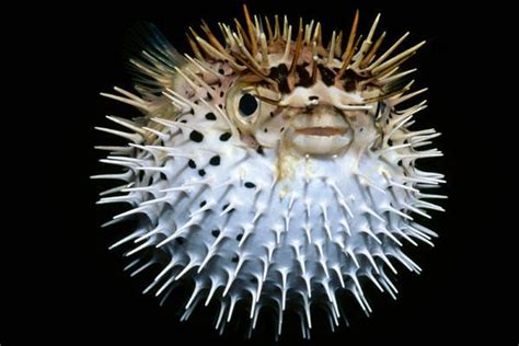 Species Spotlight Puffer Fish Reefci