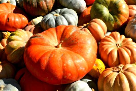 Free Images Farm Fall Rustic Celebration Ripe Orange Meal Food