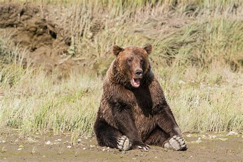 Grizzly Bear Sitting At The Edge Photograph By Brenda Tharp Pixels