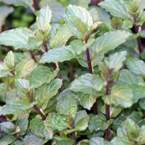 Chocolate Mint Plant Herbs For Sale Online GrowJoy Inc