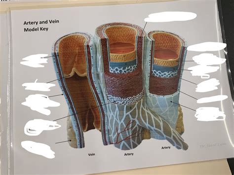 Arteryvein Model Diagram Quizlet