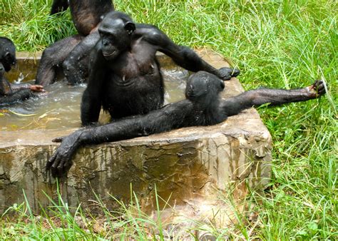 Bonobo Mothers Meddle In Their Sons’ Sex Lives Making Them Three Times More Likely To Father