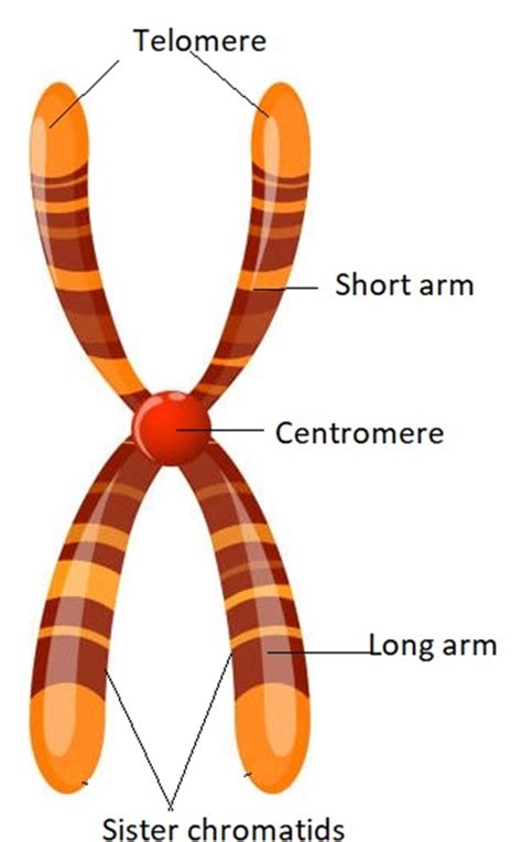 Describe Different Parts Of A Chromosome With A Diagram