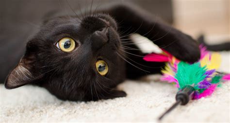 Enriching Your Cat's Life - Humane Society of Utah