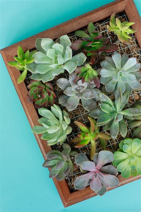 Easy chair planter with succulents and lavender. Vertical Garden - DIY Succulent Wall Planter