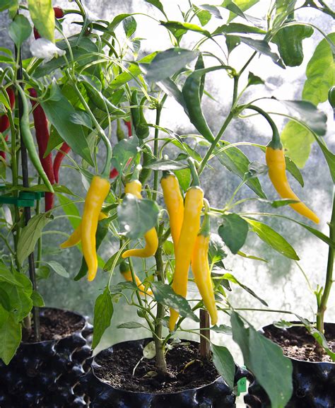 Green Chilli Plant In Pot