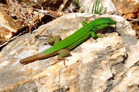 Green Lizard On Brown Rock · Free Stock Photo