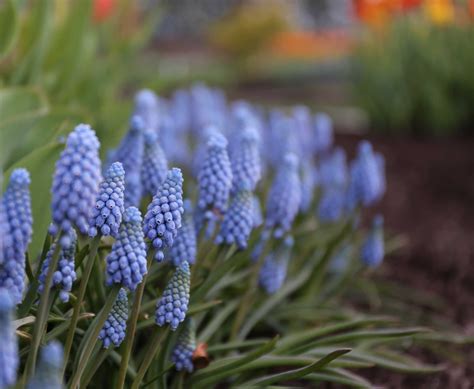 Growing Muscari In Containers Longfield Gardens