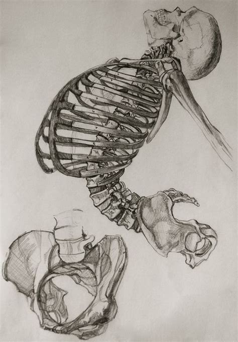 Anatomy Study By Miriam Carmack Via Behance Anatomy Drawing Anatomy