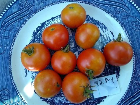42 Day Tomato Seeds For Sale At Bounty Hunter Seeds