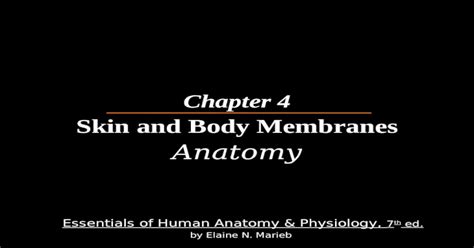 Chapter 4 Skin And Body Membranes Anatomy Pptx Powerpoint