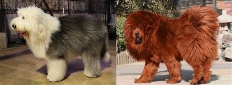 Old English Sheepdog Vs Himalayan Mastiff Breed Comparison
